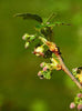 MSA RIBES NIGRUM 50 ML