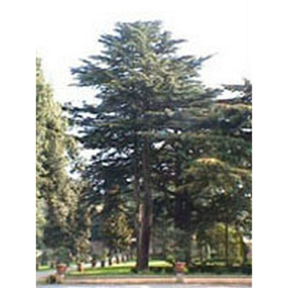 MSA CEDRUS LIBANI 50ML