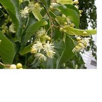 EIE TIGLIO 30ML GOCCE