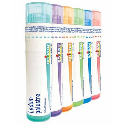 LEDUM PALUSTRE 7CH GR